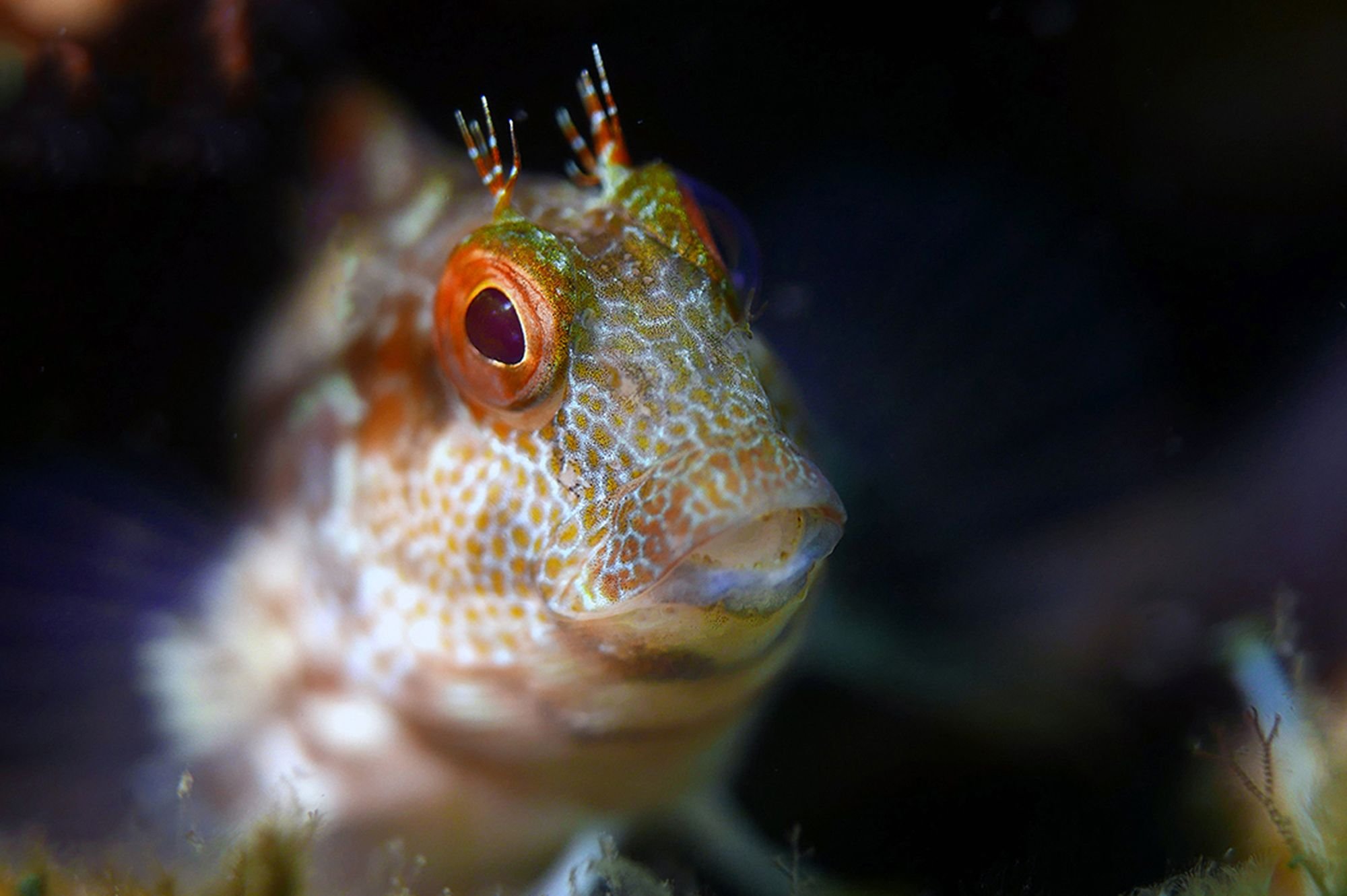 Blenny